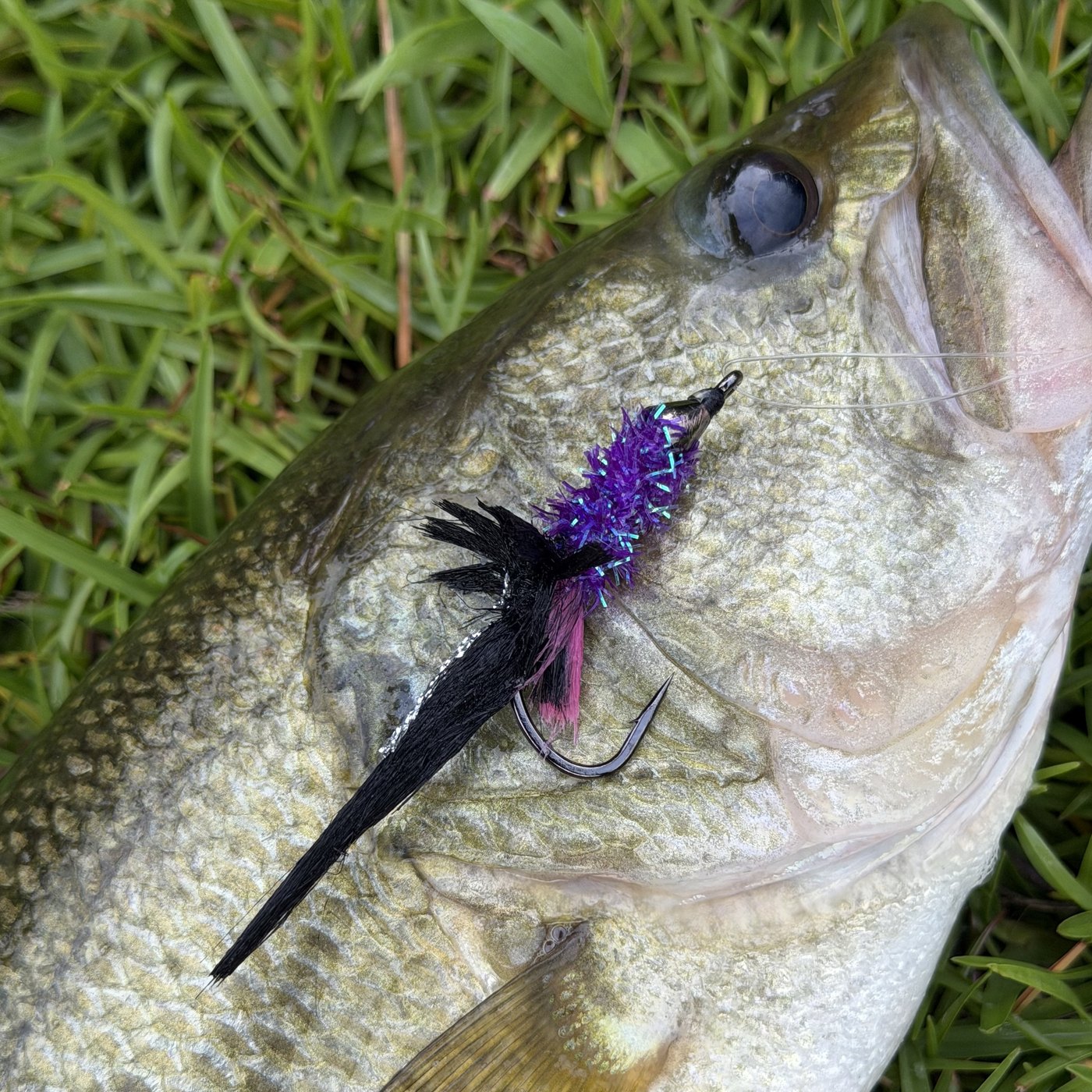 A bass with a Purple Reign fly in its jaw